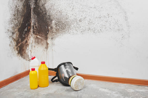 Best Commercial Mold Removal  in West Concord, MA