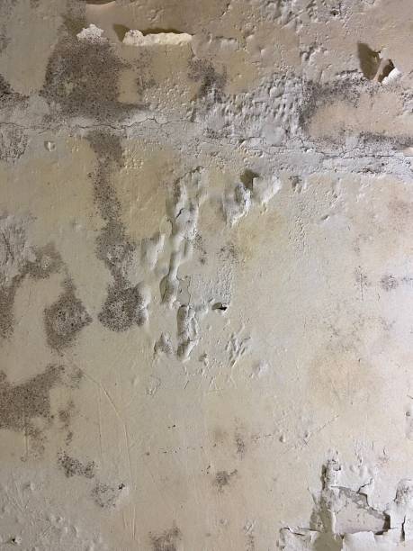 Trusted West Concord, MA Mold Removal Experts