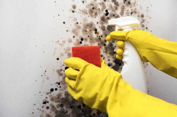 Best Emergency Mold Removal  in West Concord, MA