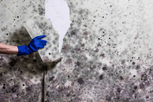  West Concord, MA Mold Removal Pros