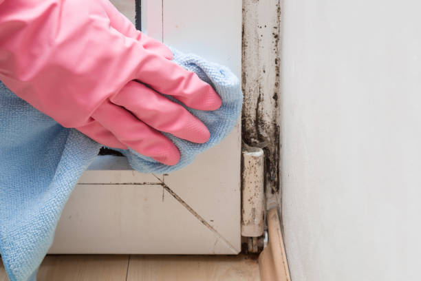 Best Mold Testing  in West Concord, MA