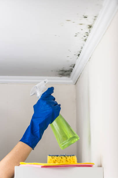 Best Emergency Mold Removal  in West Concord, MA